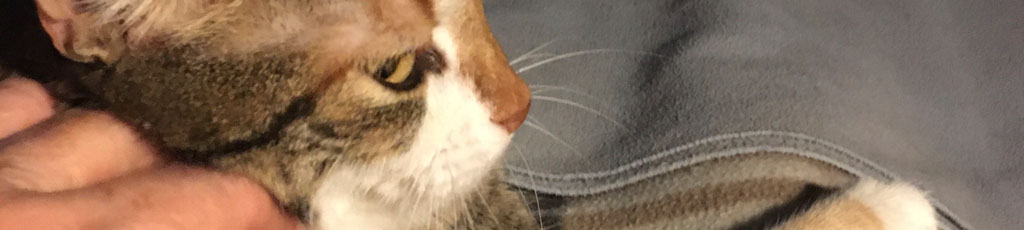 Il mio antistress