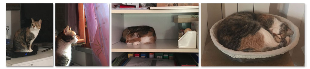 17 febbraio: festa nazionale del gatto
