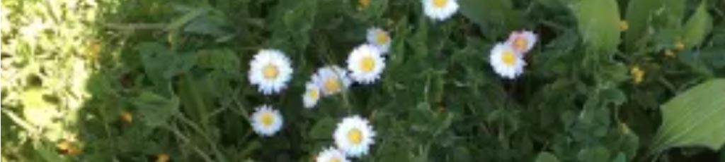 Il Pic