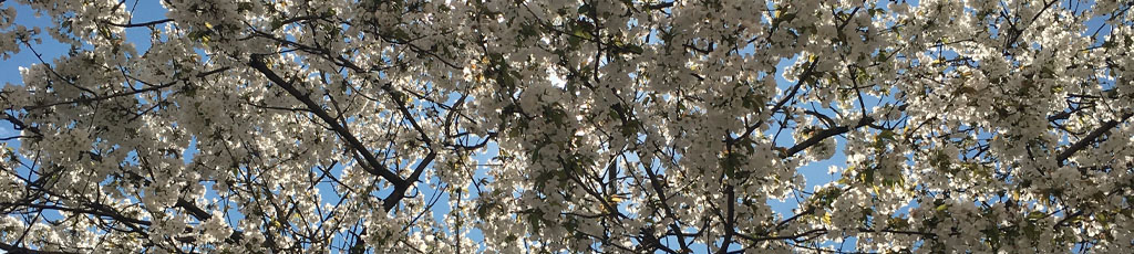 Primavera